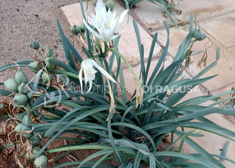 Giglio di Mare: l'angelo delle spiagge ragusane tra natura e leggenda