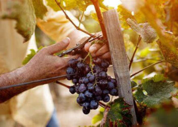 Il racconto della vendemmia a settembre: dall'uva al vino