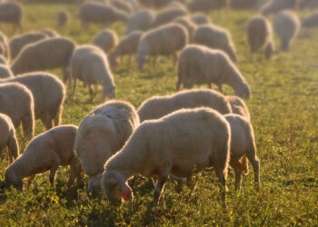 Febbre catarrale negli ovini (Blue Tongue), Asp Ragusa emana dispositivo per il contenimento