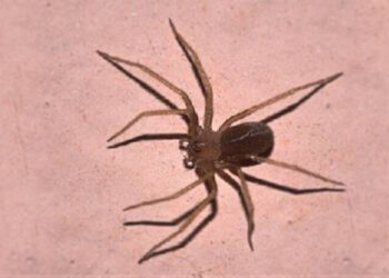 Paura del ragno violino: cosa sapere e come proteggersi