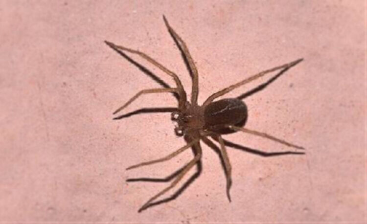 Paura del ragno violino: cosa sapere e come proteggersi