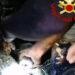 Scicli, vigili del fuoco salvano anziana cagnolina caduta in un pozzetto