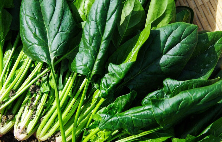 Mangiare spinaci fa bene alla salute: perchè dovresti mangiarli regolarmente