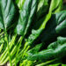 Mangiare spinaci fa bene alla salute: perchè dovresti mangiarli regolarmente