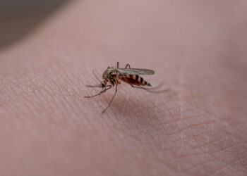 Caso di West Nile a Messina: donna in isolamento