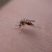 Caso di West Nile a Messina: donna in isolamento