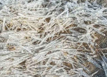 Misteriosa invasione di creature trasparenti sulla spiaggia di Pranburi: possono perforare la pelle