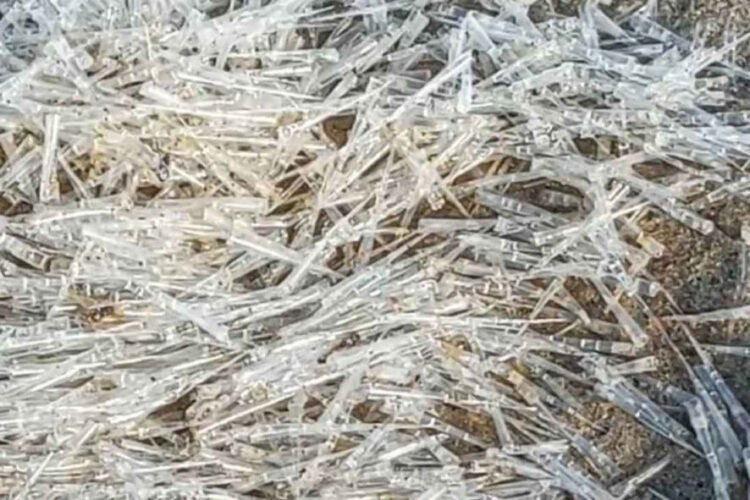 Misteriosa invasione di creature trasparenti sulla spiaggia di Pranburi: possono perforare la pelle
