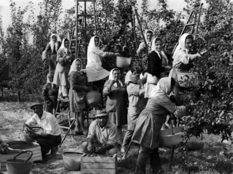 Ragusa: un ricordo, la raccolta delle olive in contrada San Giacomo