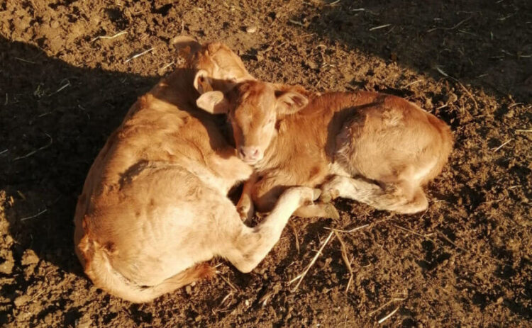 Ragusa, emergenza Blue Tongue, brucellosi e tubercolosi: in arrivo 20 mila dosi di vaccino