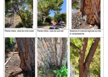 Ragusa, gli alberi di tiglio e di pino di via Natalelli verranno abbattuti (e sostituiti)