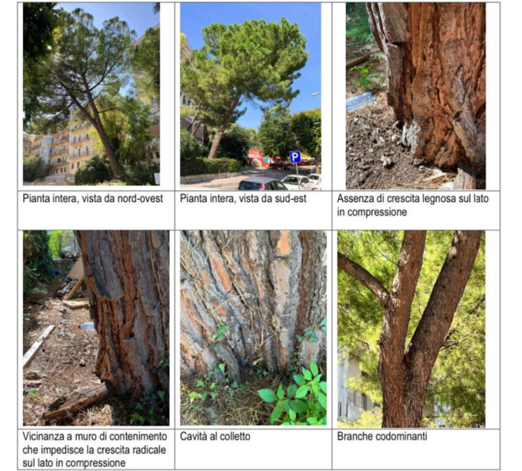 Ragusa, gli alberi di tiglio e di pino di via Natalelli verranno abbattuti (e sostituiti)