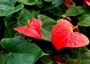 Anthurium: colori, significato e cura per far fiorire la pianta a forma di cuore