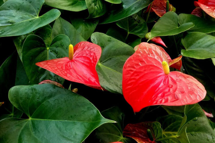 Anthurium: colori, significato e cura per far fiorire la pianta a forma di cuore