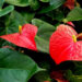 Anthurium: colori, significato e cura per far fiorire la pianta a forma di cuore