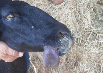 Emergenza Blue Tongue negli allevamenti siciliani