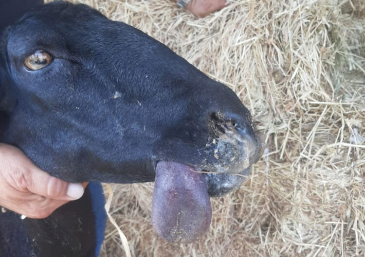Emergenza Blue Tongue negli allevamenti siciliani