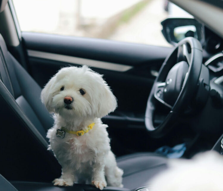 Lascia cane in auto e va a giocare a bingo, denunciato
