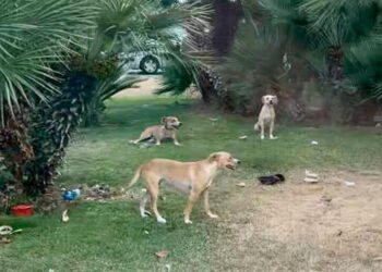 Ragusa, cibo abbandonato nelle rotatorie per i cani randagi: è reato