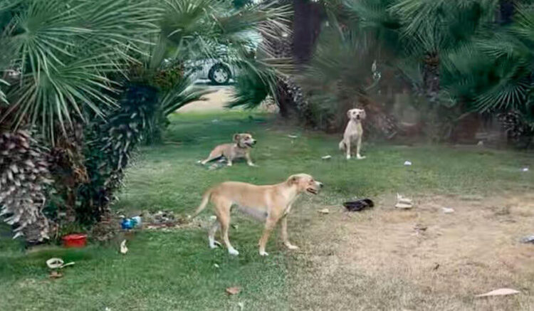 Ragusa, cibo abbandonato nelle rotatorie per i cani randagi: è reato