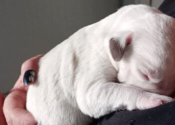 Modica, 6 cuccioli di cane abbandonati in 2 sacchetti accanto ai rifiuti a Frigintini