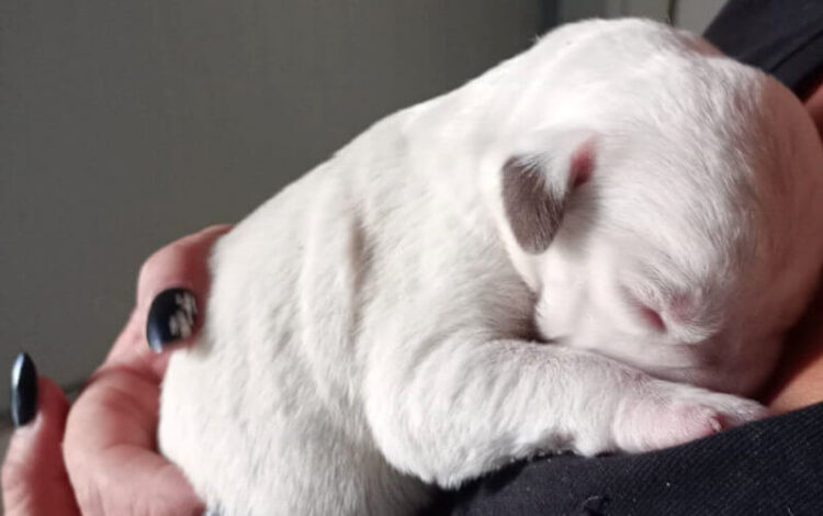 Modica, 6 cuccioli di cane abbandonati in 2 sacchetti accanto ai rifiuti a Frigintini