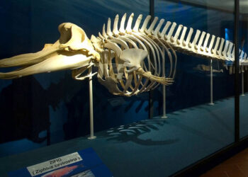 Halloween 2024 al Museo: oggi caccia al tesoro tra le creature della notte