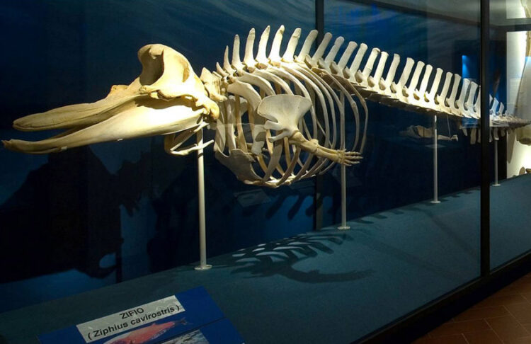Halloween 2024 al Museo: oggi caccia al tesoro tra le creature della notte