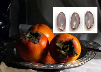 La leggenda delle posate nei semi di cachi che pochi conoscono