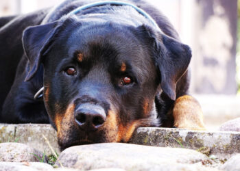 Vittoria, l’Assessore Cesare Campailla critica la nuova tassa sui cani in Sicilia