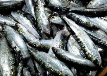 Dieta anticolesterolo: cosa mangiare contro il colesterolo