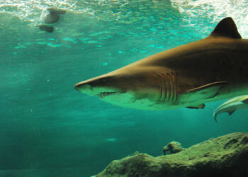 Gli ultimi squali bianchi del Mediterraneo scovati nel Canale di Sicilia