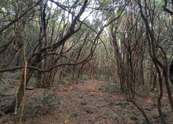 Termini Imerese, si parla di antichi percorsi viari sui Nebrodi