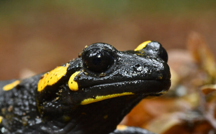 L’ambientalista siracusano Sebastian Colnaghi sulle tracce della Salamandra pezzata