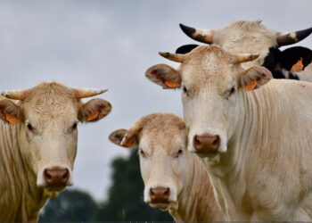 Emergenza sanitaria zootecnica, pubblicato il bando per i ristori economici: ecco cosa fare