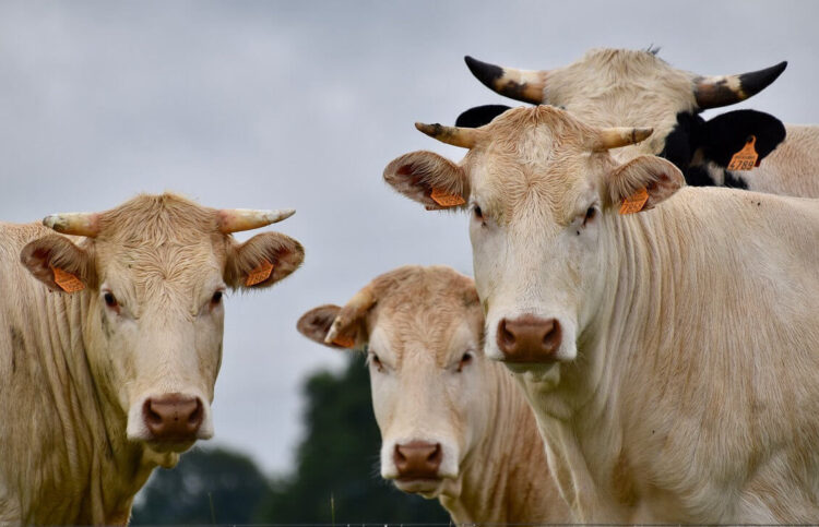 Emergenza sanitaria zootecnica, pubblicato il bando per i ristori economici: ecco cosa fare