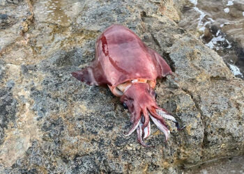 Calamaro gigante a Sampieri: pesa oltre 16 chili