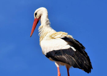 Una cicogna bianca a Modica