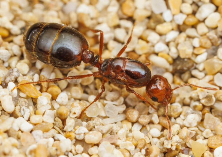 Formica di fuoco, emergenza in Sicilia per la specie aliena invasiva: urgente intervenire