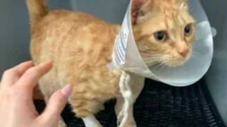 Emergenza sterilizzazioni e cure per i randagi di Gela