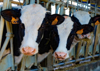 Settore Zootecnico Ragusa: essere soci di una cooperativa ha un vantaggio economico