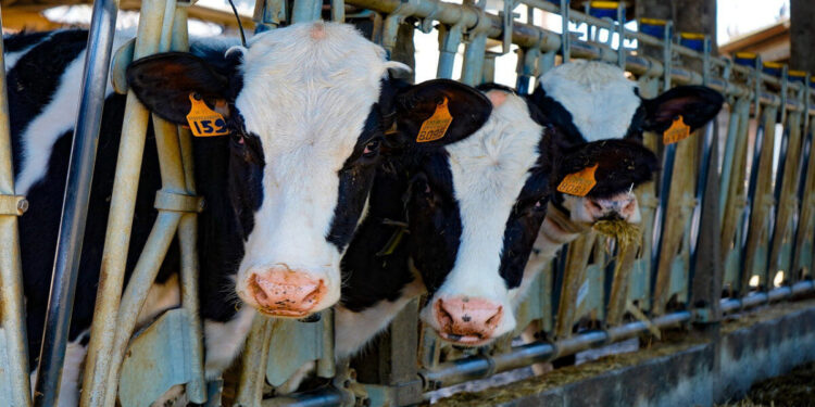 Settore Zootecnico Ragusa: essere soci di una cooperativa ha un vantaggio economico