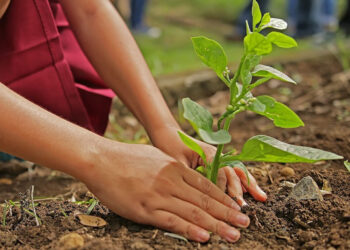 Festa dell’albero, piantumati numerosi alberi in città