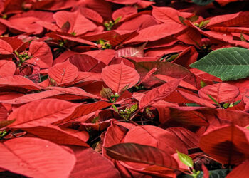 Stelle di Natale Ail, a Ragusa e Modica si inizia già questo fine settimana