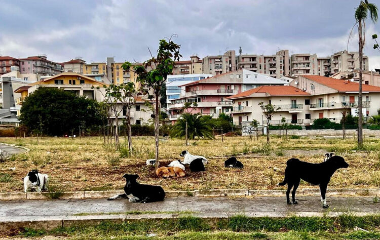 Emergenza randagi a Ragusa: da un branco di 40 cani a pochi esemplari