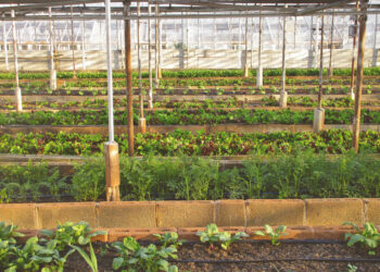 Scoglitti, 7 lavoratori senza contratto e 2 irregolari: denunciato imprenditore agricolo