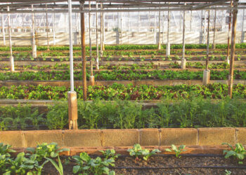 Vittoria, contrasto al caporalato: controlli e denunce della Polizia di Stato