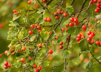 Scoperte due nuove specie di piante nel Trapanese: una dedicata a Zichichi