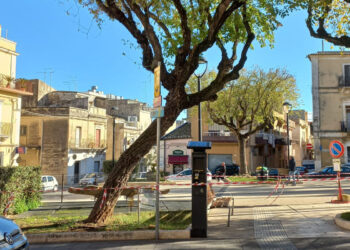 Ragusa, per ragioni di stabilità verrà abbattuto un albero di piazza Cappuccini