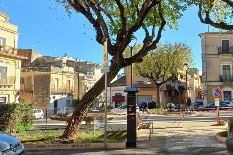 Ragusa, per ragioni di stabilità verrà abbattuto un albero di piazza Cappuccini